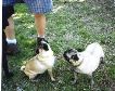 5pug2
