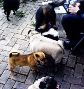 6dogbricks